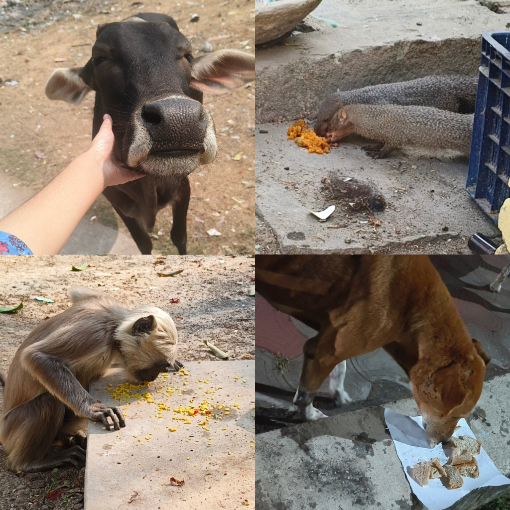 Feeding Stray Animals